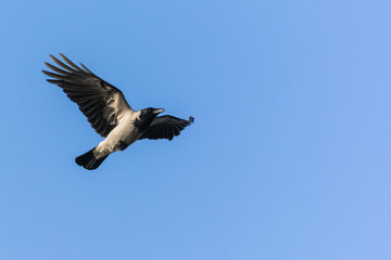 A Grey Crow Gracefully Spreading Its Wings