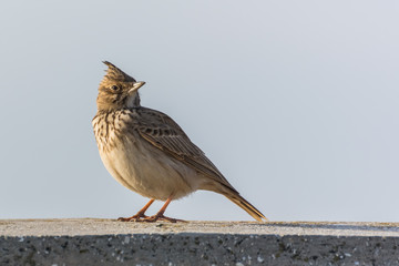 The Beautiful Portrait of a Crested Lark
