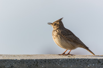 A Brown Sparrow Resting and Enjoying the Winter Sun