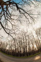 Art, abstract and artistic fisheye view. Forest and tree branch