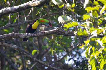 Keel billed toucan