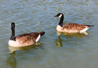 Duck Pond © ELyse