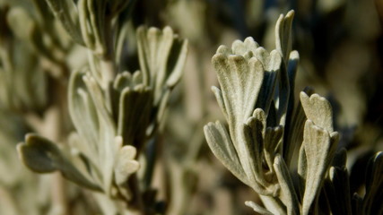 close-up of sage brush plant