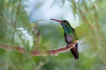 Fototapeta na wymiar rufous-tailed hummingbird - Amazilia tzacatl