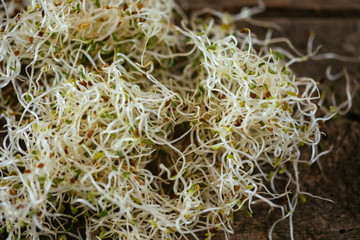 Fresh Alfalfa Sprouts