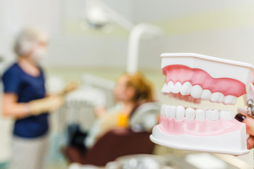 Dentist showing a model of teeth and jaw to her patient in stomatology clinic