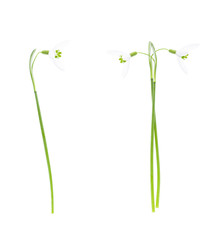 Snowdrops isolated on white background. 