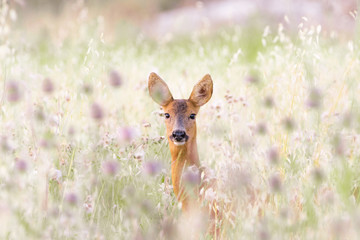 Capriolo © jeferstellari