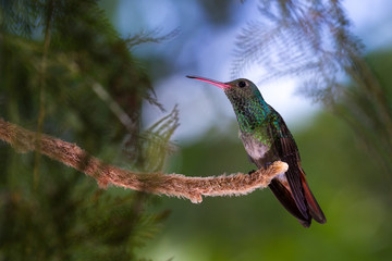 rufous-tailed hummingbird - Amazilia tzacatl