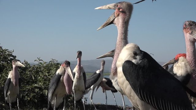 The African Marabou (Latin Leptoptilos crumeniferus) is a bird from the family of stork, its largest representative. .