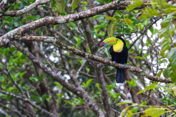 keel billed toucan - Ramphastos sulfuratus