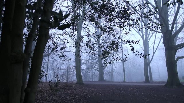 Unheimlicher Wald im Nebel, full HD 1080p Video Footage