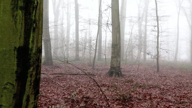 Unheimlicher Wald im Nebel, full HD 1080p Video Footage