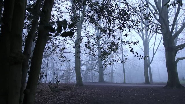 Spazierg&auml;nger  im nebligen Wald, full HD Video 1080p