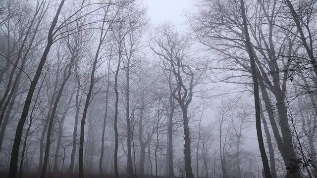 Unheimlicher Wald im Nebel, full HD 1080p Video Footage
