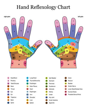Hand reflexology. Alternative acupressure and physiotherapy health treatment. Zone massage chart with colored areas. Numbering and listing of names of internal organs and body parts.