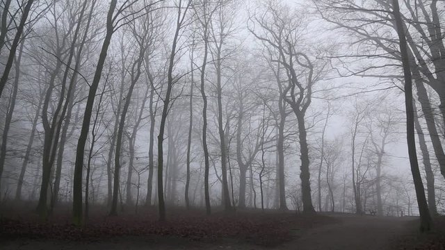Wald im Nebel, Schwenk nach oben auf Baumkronen, full HD 1080p Video Footage