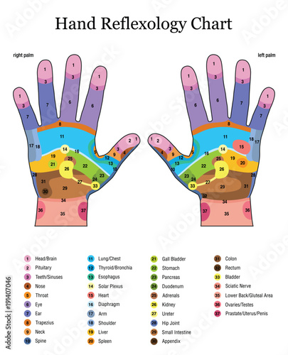 Hand Reflexology Chart Left Hand