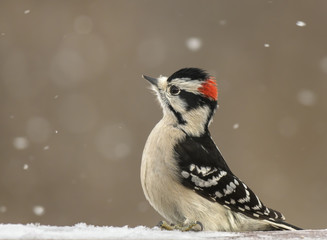 Downy Woodpecker in the snow