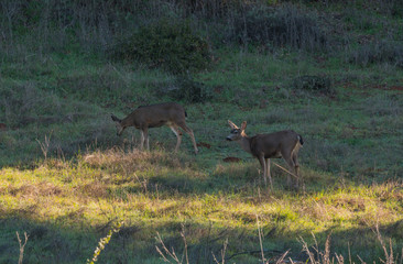 Deer in the meadow grazing