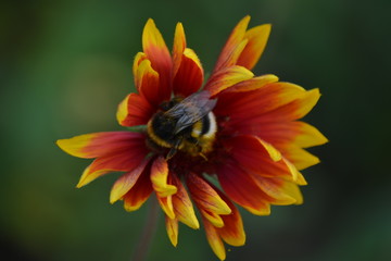 Un bourdon Bourguignon