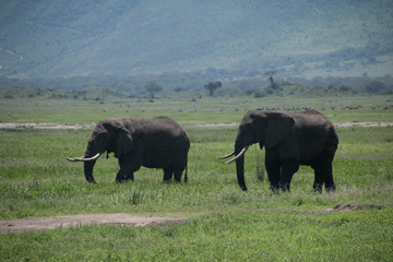 Two elephants in Ngorongoro Crater 