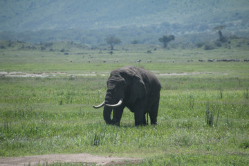 Naklejka na ściany i meble A large elephant in Ngorongoro Crater