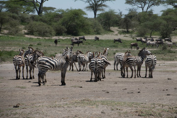 Fototapeta na wymiar The Zebras in Ndutu Plains as part of the Great Serengeti Migration