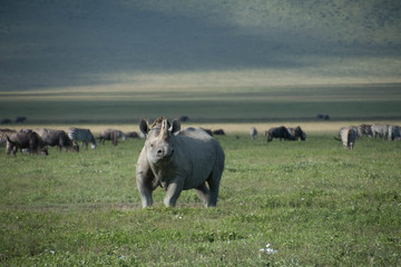The Rhinos of Ngorongoro Crater Tanzania