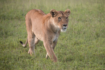 Fototapeta na wymiar A lioness walking towards a hunt in Ngorongoro Crater, Arusha Tanzania