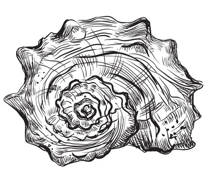 Hand drawing seashell-8