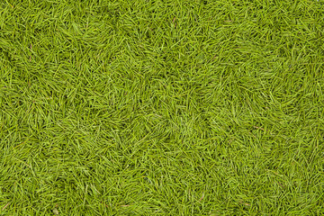 background needles christmas trees.