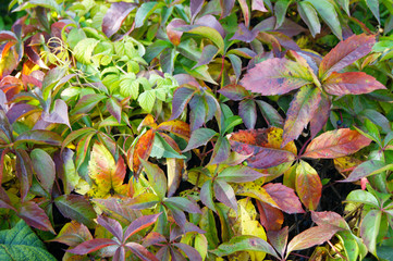 Maiden grapes in the fall. Background. Parthenocissus
