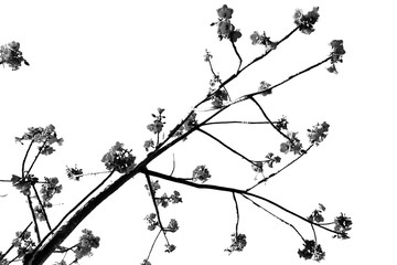 in the empty sky plant and  flower