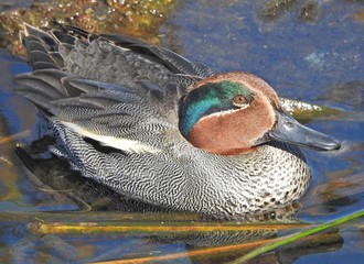Green-winged Teal (Anas crecca)