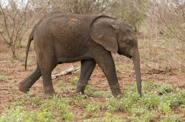 El&eacute;phant d'Afrique, jeune, loxodonta africana, African elephant, Parc national Kruger, Afrique du Sud