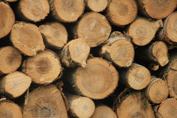 Fototapeta premium Chopped fuel wood in a forest