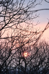 Sonnenuntergang im Wald