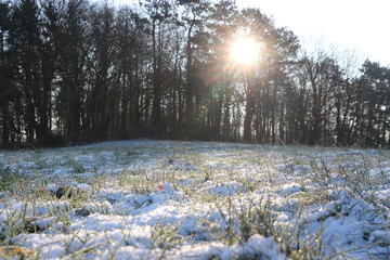 Sonne, Schnee und Wald
