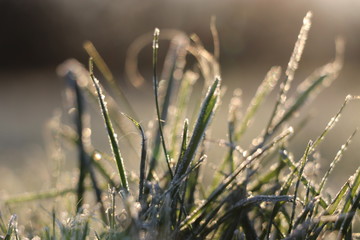 Frost am Gras
