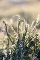 Goldenes Licht im Frost