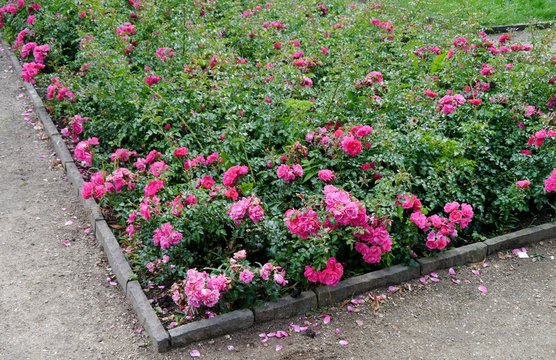 Rosenbeet-Ecke