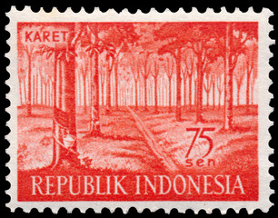 Stamp printed in Indonesia shows rubber tree