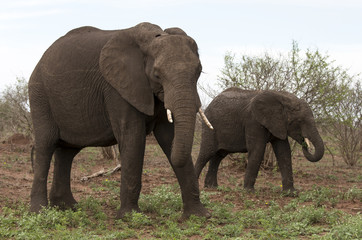 Fototapeta na wymiar Eléphant d'Afrique, loxodonta africana, African elephant, Parc national Kruger, Afrique du Sud