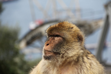 Obraz premium Gibraltar Monkey