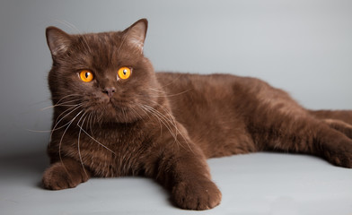 British short hair cat, chocolate color, portrait, studio