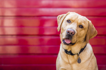 Labrador Reg Gaarage