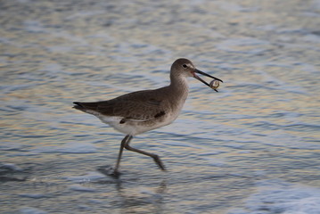 Bird at the shoreline, Neptune Beach 01