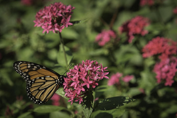 pink cluster flower bush with monarch butterfly side view