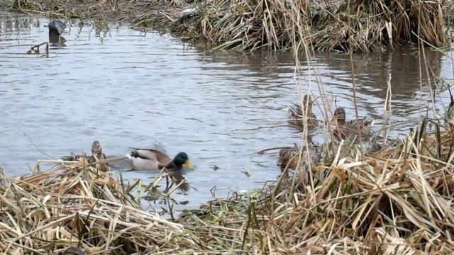Wild ducks are fighting for a crumb of bread (Anas platyrhynchos)